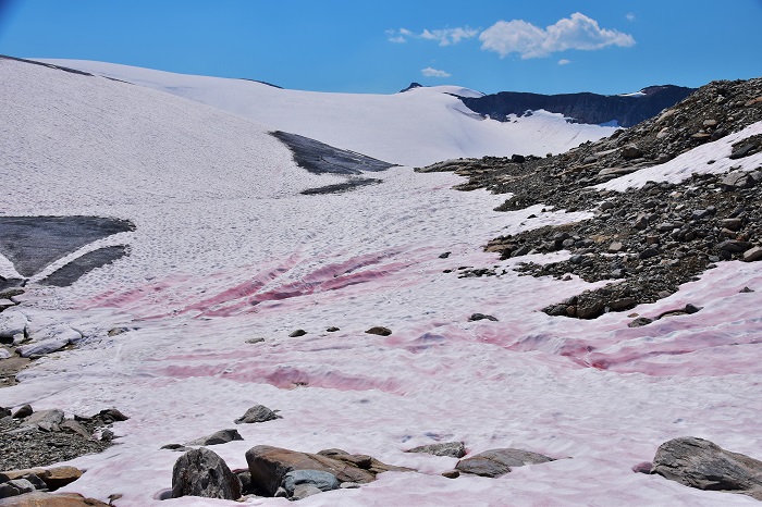 Blutschnee im Glacier Nationalpark