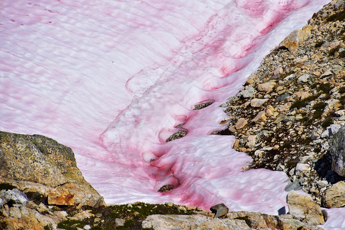 Blutschnee in den Kanadischen Rocky Mountains