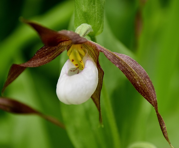 Orchidee Bergfauenschuh in Westkanada