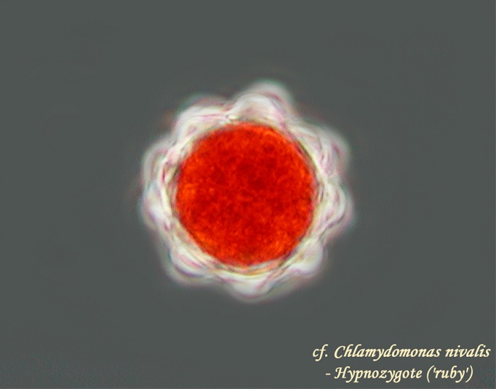 Chlamydomonas nivalis, Hypnozygote