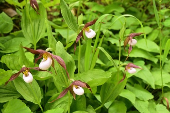Orchideen Bergfrauenschuh in Westkanada