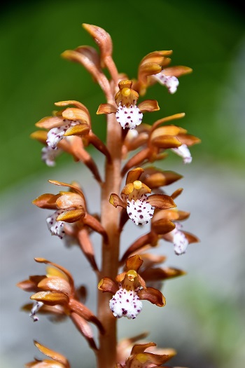 Orchidee gepunktete Korallenwurz in Westkanada