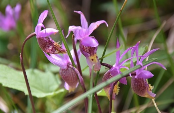 Ordchideen Feenschuh in Westkanada