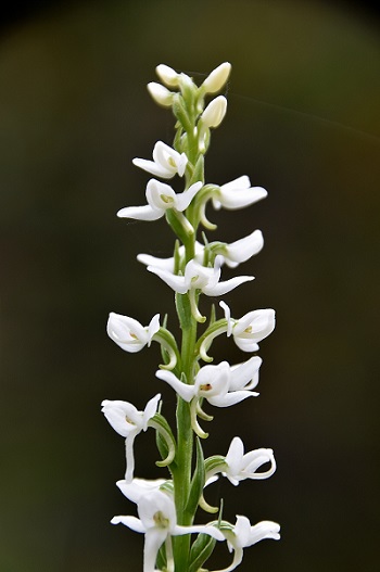Orchidee Waldhyazinthe in Westkanada
