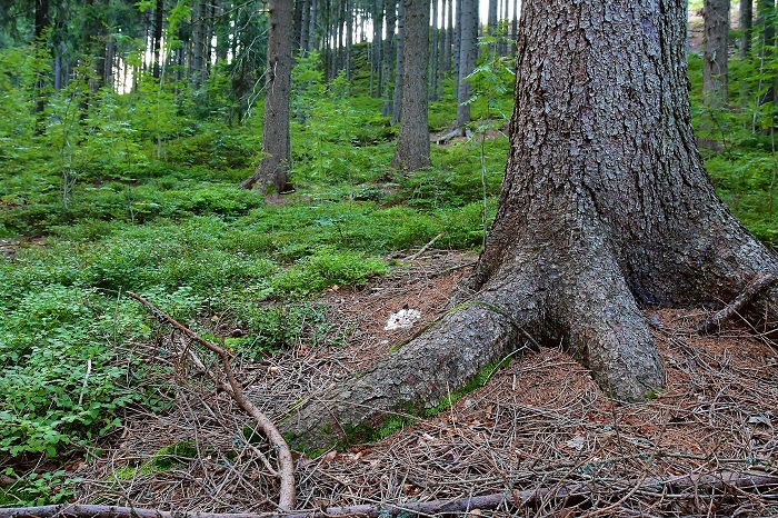 Klopapierwald