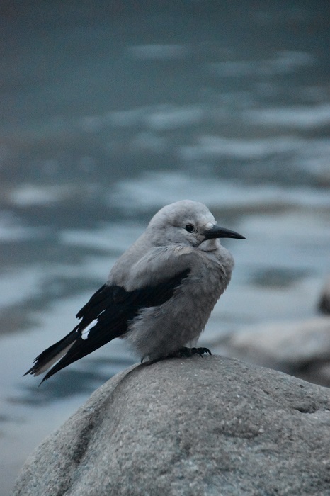 Clark's Nutcraker - Kiefernhäher - am Lake Louise