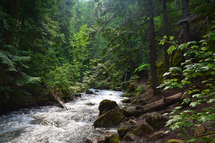Temperate Rainforest Inland in British Columbia
