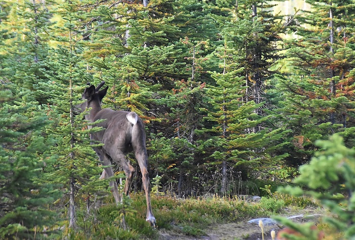 Woodland-Caribou