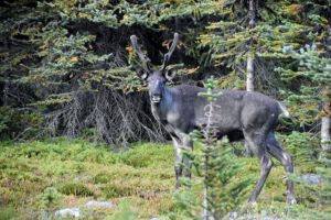 Waldland-Karibu der Tonquin-Herde