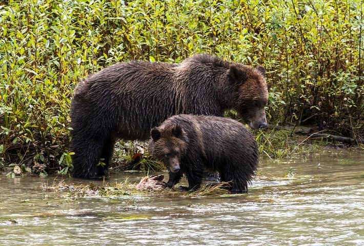 Grizzlyfamily, bärensicher unterwegs