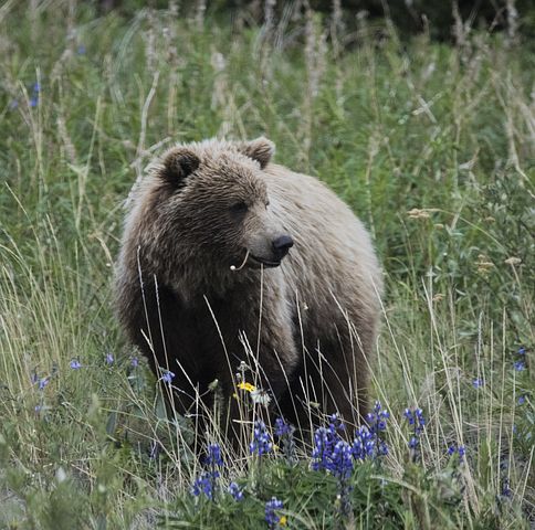 Grizzlybär, bärensicher unterwegs