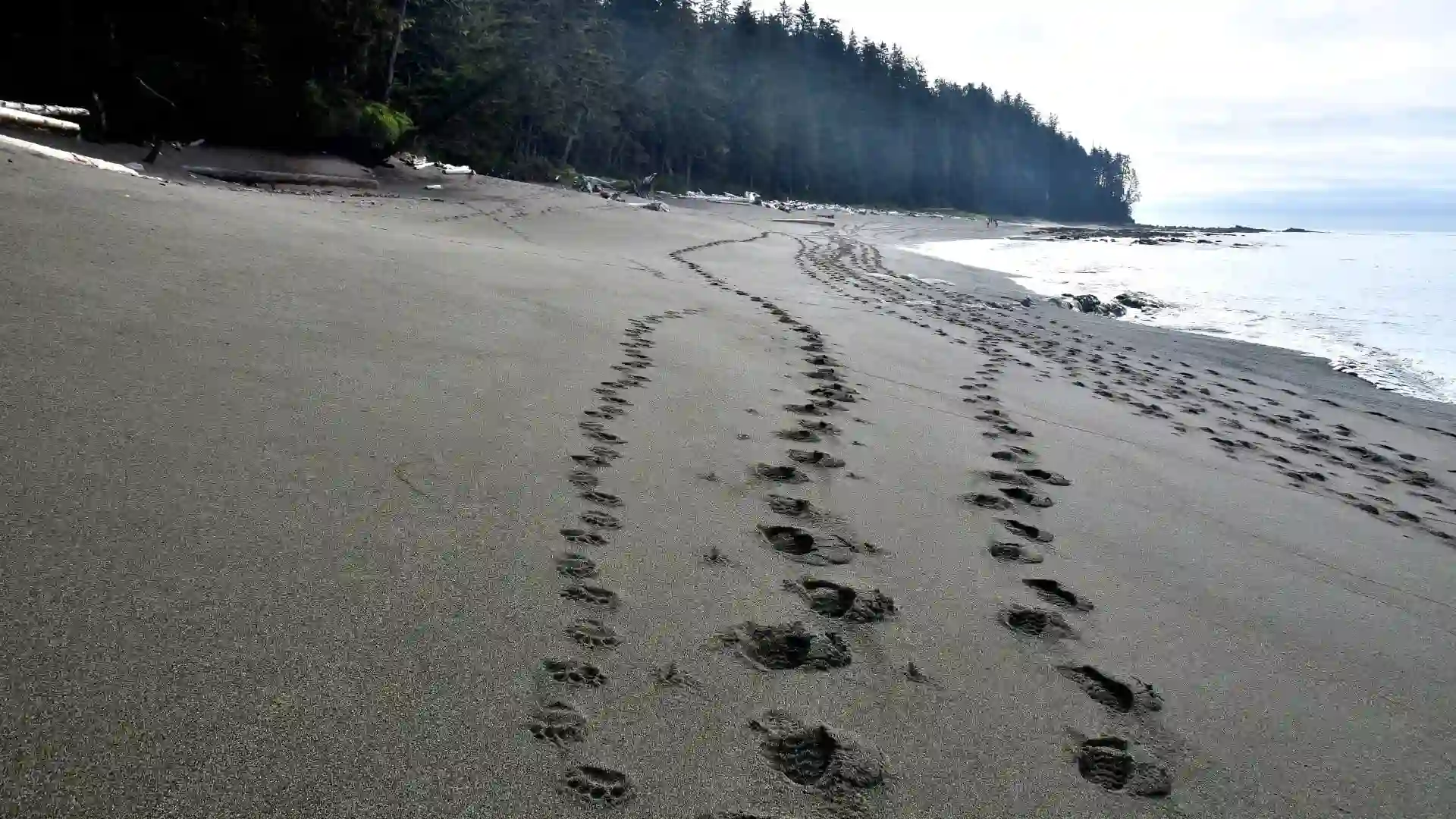 Bärenspuren auf Vancouver Island, fotografiert von Verena Schmidt für den Wanderführer und die Vorträge, bärensicher unterwegs