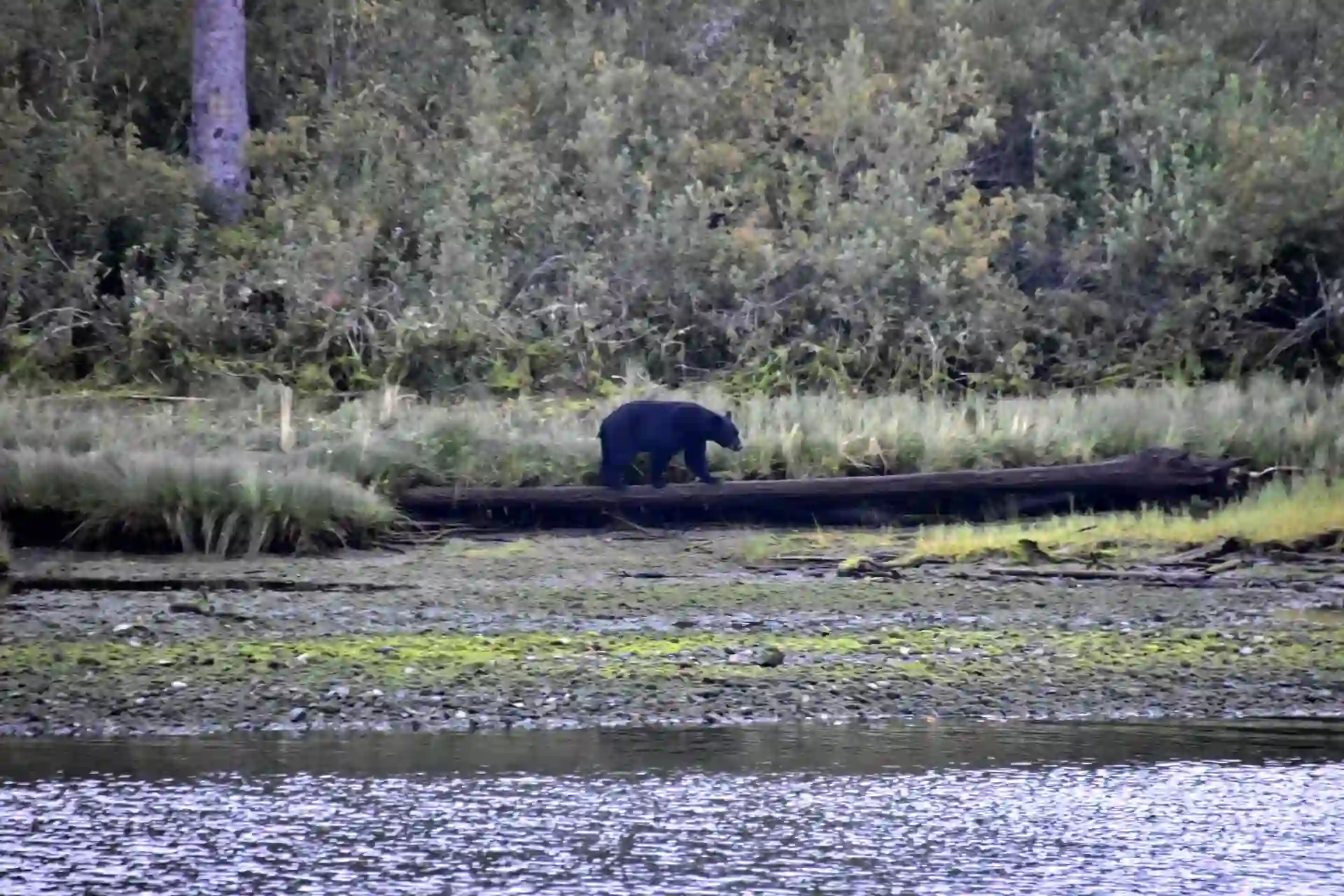 Schwarzbär auf Vancouver Island, fotografiert von Verena Schmidt für den Wanderführer und die Vorträge