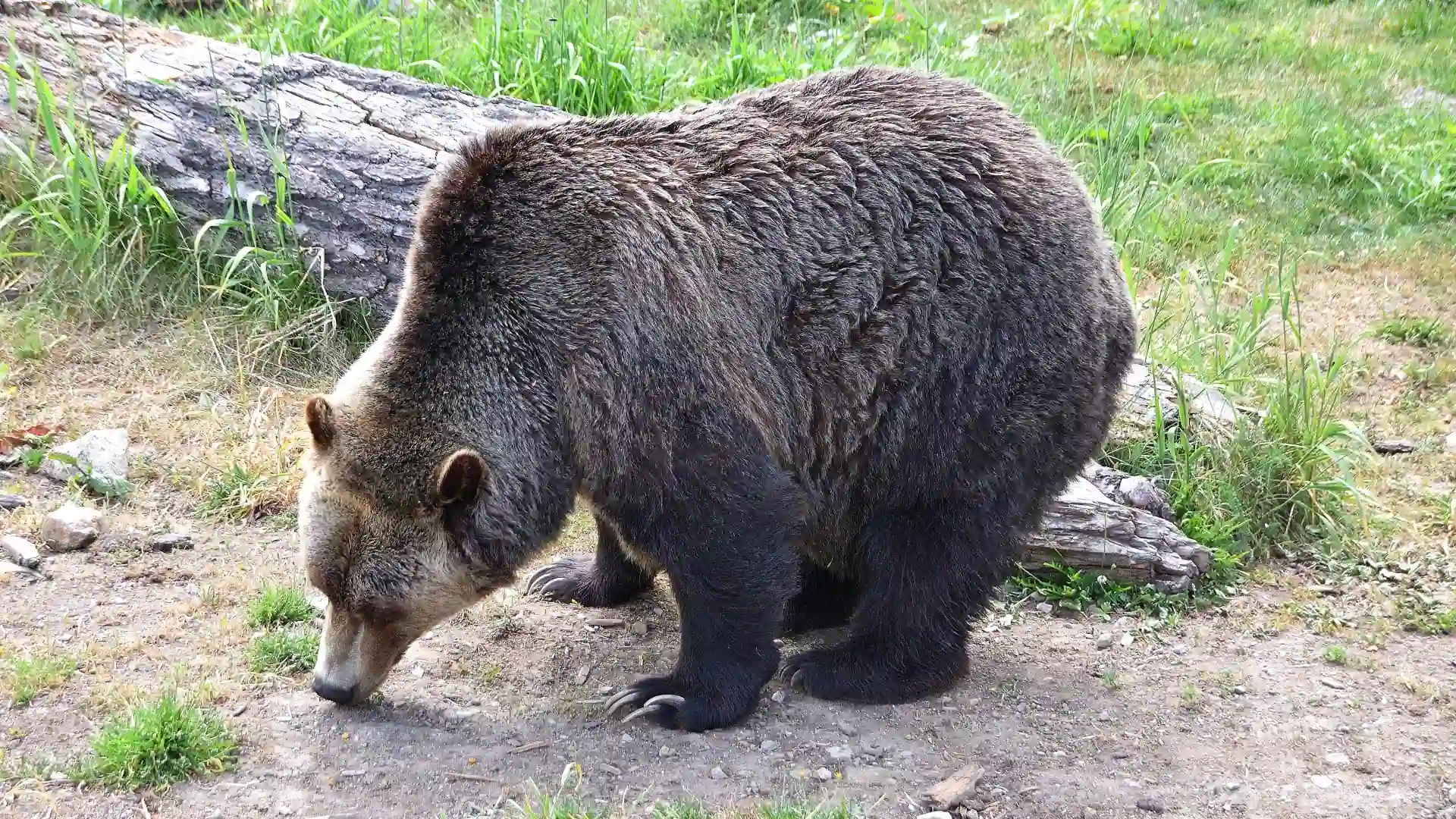 Grizzly in Kanada, Foto von Verena Schmidt