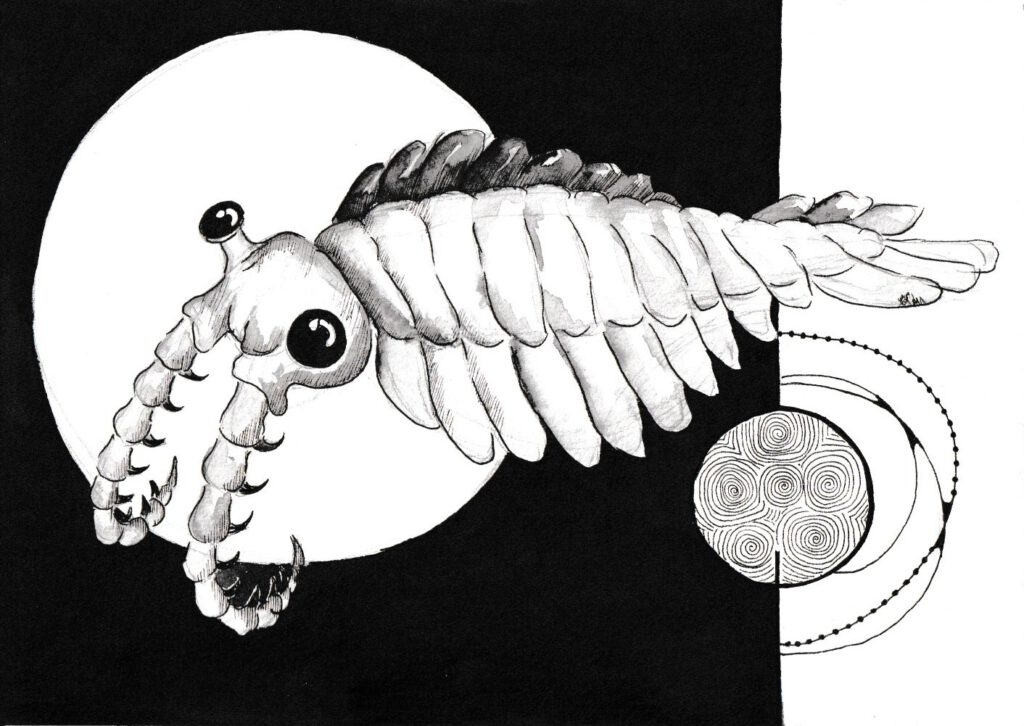 Zwei Sommer in den Rockies internAKS240627 4 Anomalokaris - Zeichnung der Illustratorin Analena Schmidt für das Buch Zwei Sommer in den Rockies