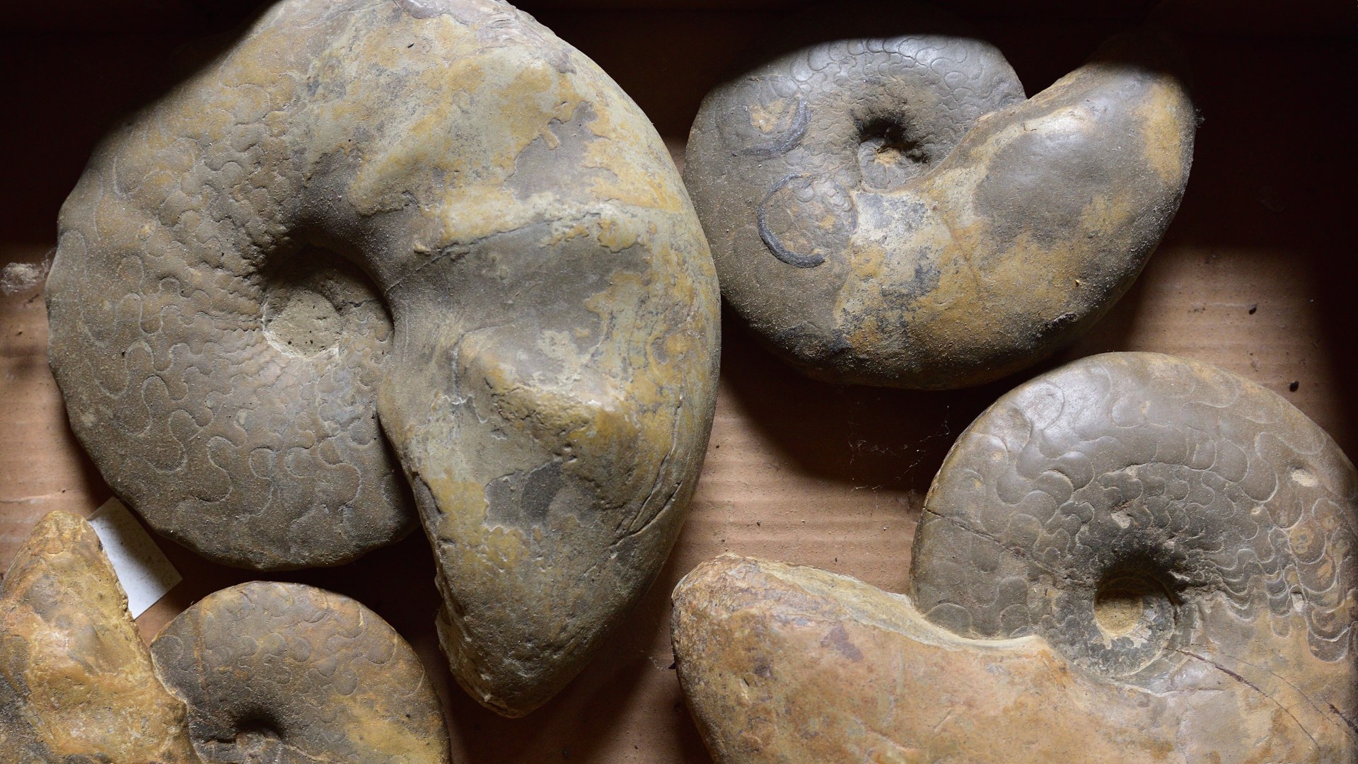 Muschelkalksammlung Oliver Schmid - Exemplarkiste nah